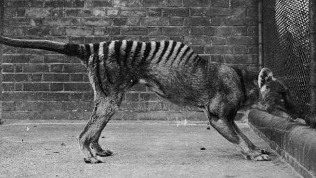 O último tigre-da-tasmânia em cativeiro morreu em um zoológico em 1936 