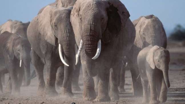 A população de elefantes africanos diminuiu drasticamente com o aumento da caça ilegal, afirma o estudo