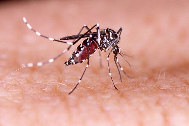 O Aedes aegypti, o mesmo da dengue, do zika vírus e da febre chikungunya, é o responsável por transmitir a febre amarela em áreas urbanas