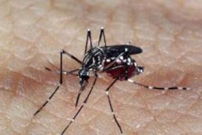 O estudo teve inicio há 10 anos, a partir da constatação de ribeirinhos que relataram a ausência do mosquito transmissor da malária nas regiões onde são encontradas a  planta amazônica 
