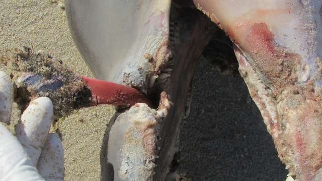 Necrópsia apontou que a morte do golfinho ocorreu porque o chinelo infeccionou no focinho do animal 