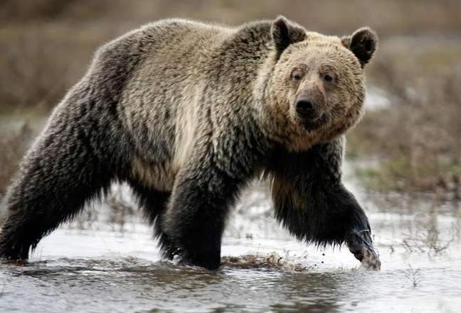 Urso pardo no Parque Nacional do Yellowstone
18/05/2014
REUTERS/Jim Urquhart