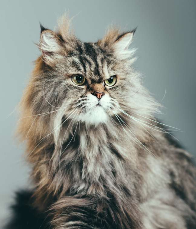 Retrato de um gato persa