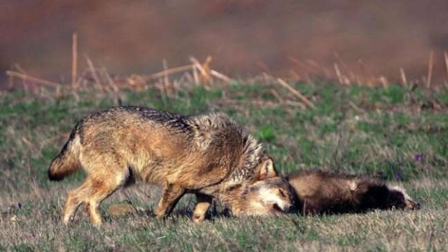 Um lobo cinza (Canis lupus) rolando sobre um texugo morto