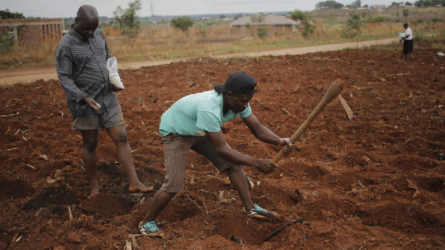 Fazendeiros no Zimbábue