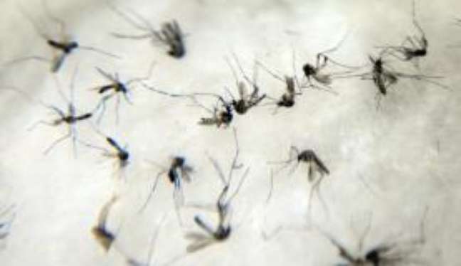 A febre amarela é transmitida pelo mosquito Aedes aegypti 