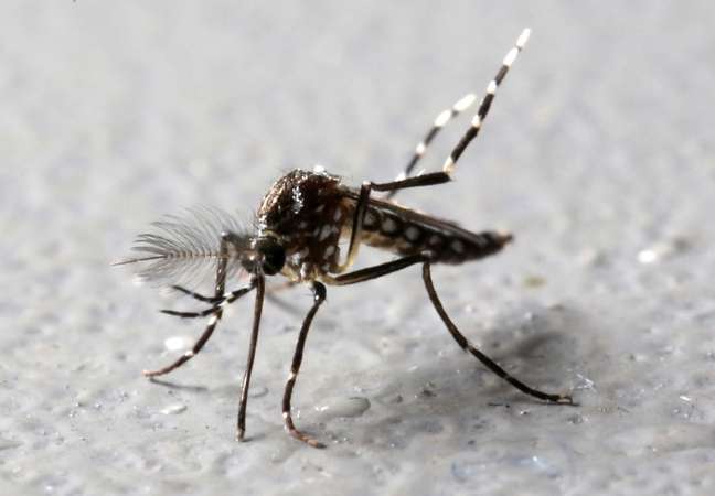Mosquito Aedes aegypti geneticamente modificado em Piracicaba
 26/10/2016     REUTERS/Paulo Whitaker