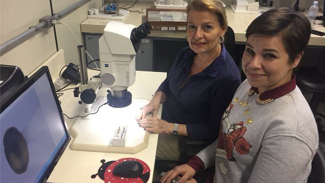 Lúcia Massutti e Camila Guedes estudam a dispersão da joaninha asiática pelo país