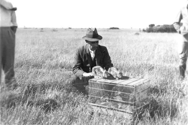 Foto de 1937 mostra coelho com mixomatose sendo liberado para infectar outros na Austrália; país teve de voltar a adotar a guerra biológica mais tarde