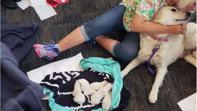 A dona de Ellie acompanhou o parto e confortou a cadela depois