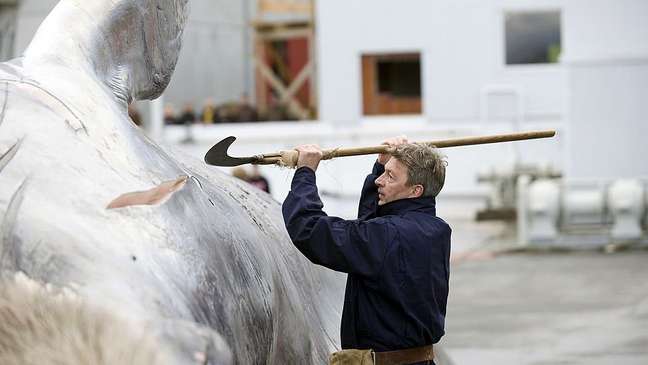 A Islândia é um dos países que ainda caçam baleias