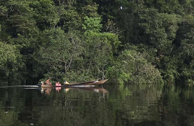 Bacia do rio Negro, no noroeste amazônico, onde população de ariranhas vem se recuperando