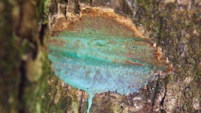 Pesquisadores descobriram que árvore do Pacífico Sul tem 25% de níquel em sua composição