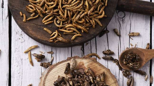 FAO destaca propriedades nutricionais dos insetos