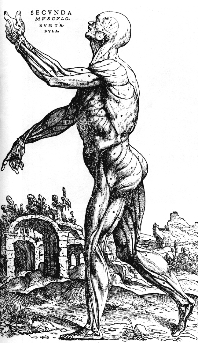 O Homem devassado de Vesálio século XVI