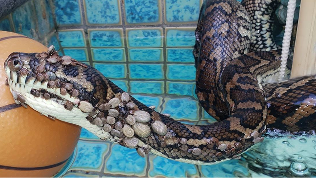 Especialistas acreditam que cobra entrou em piscina para tentar se livrar de carrapatos