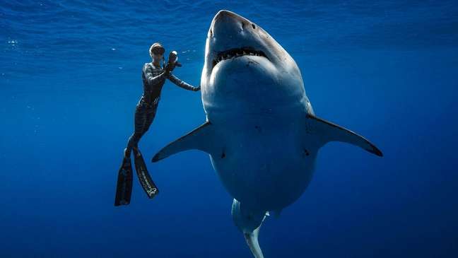 Os mergulhadores estavam tão perto do tubarão-branco que podiam até tocá-lo