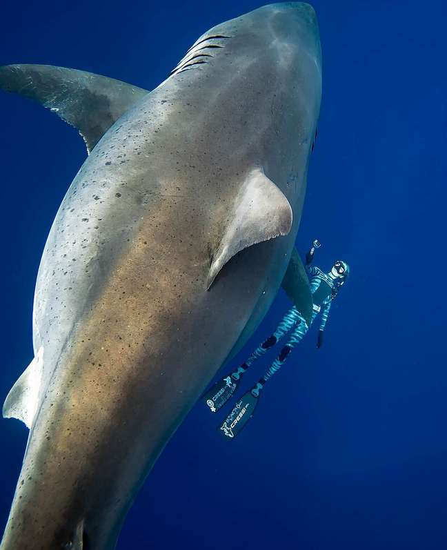 A mergulhadora Ocean Ramsay, amiga de Kimberly, ao lado do tubarão-branco - seu comprimento equivale à altura de uma girafa adulta