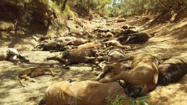 Cerca de 40 animais já haviam morrido de desidratação e fome; outros foram encontrados agonizando e acabaram abatidos