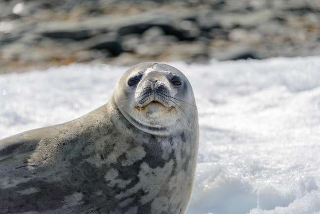 A foca-leopardo é a maior das focas que vivem na Antártida