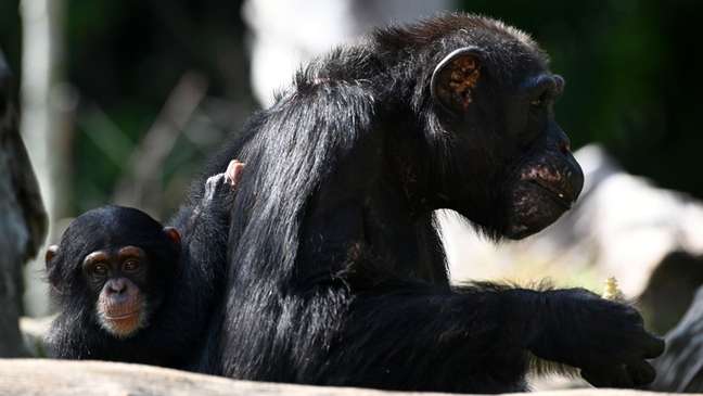 Comportamentos culturais de chimpanzés são transmitidos de geração em geração
