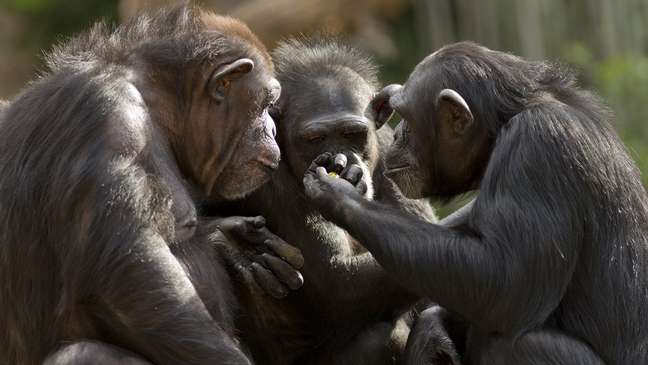 Os chimpanzés têm hábitos e comportamentos que variam muito de grupo para grupo