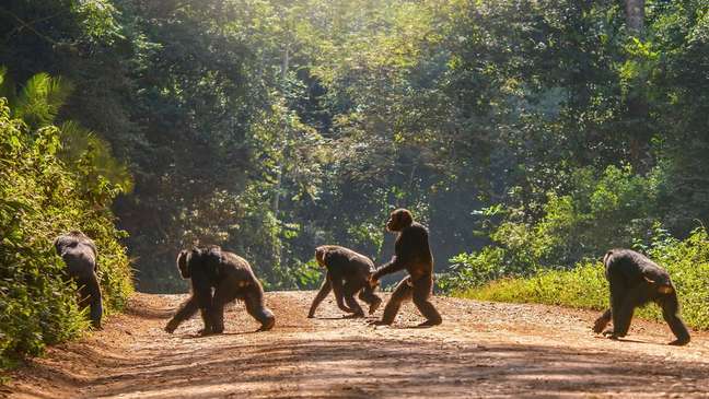 Chimpanzés se locomovem com as quatro patas, mas têm a habilidade de ficar em pé se necessário
