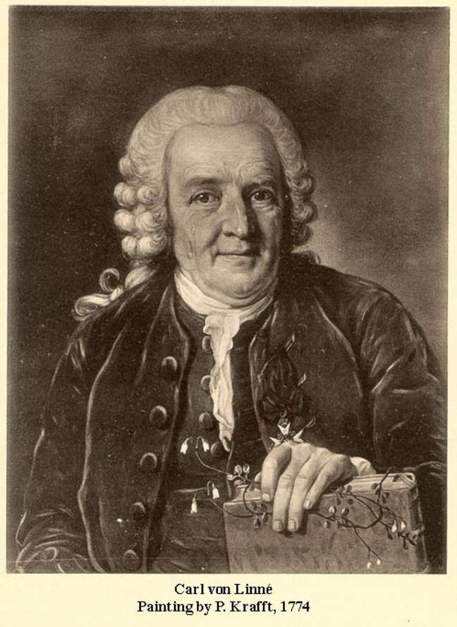 Carl von Linné (Lineu)