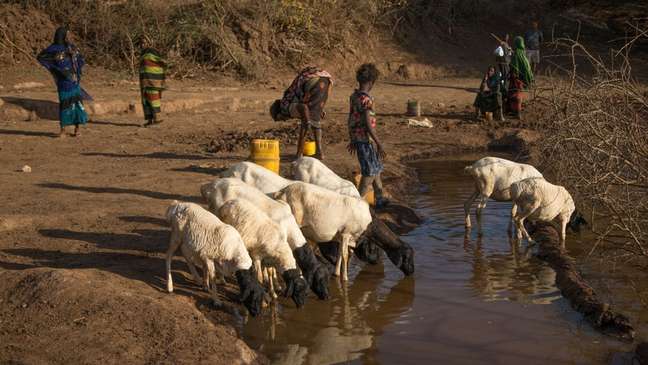 Milhões de pessoas são atingidas pela seca na Etiópia
