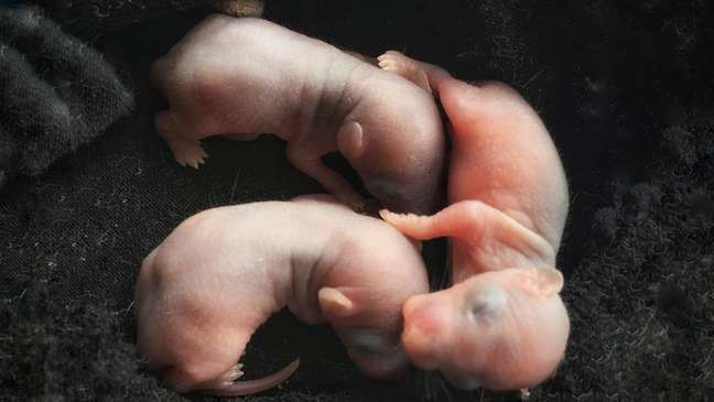 Cientistas japoneses vão tentar criar embriões 'humano-animais' usando inicialmente ratos e camundongos