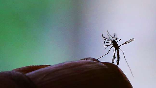 Descobertas recentes abrem novas frentes relacionadas ao estudo da zika, transmitida pelo Aedes aegypti