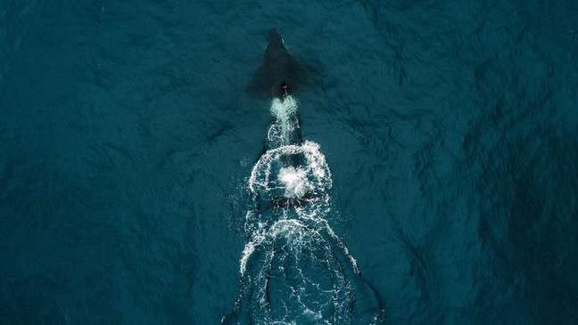 A baleia assassina que colidiu com o barco dos Robertsons pode ter atingido a embarcação por acidente ou deliberadamente após confundir o casco com uma presa