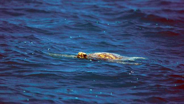 As tartarugas marinhas forneceram carne aos Robertsons, além de um suprimento vital de gordura sob seus cascos e sangue, o que ajudou a manter a família viva