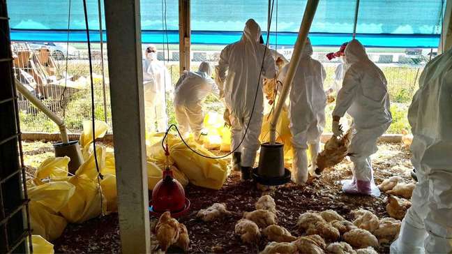 Uma onda de gripe aviária na Ásia e na Europa tem maior risco de passar para humanos por conta do alto número de variantes