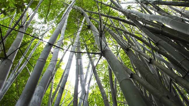 Cientistas brasileiros transformam bambu em conector de líquidos e eletricidade