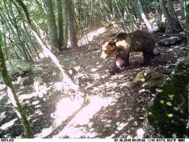 A província de Trento tem quase 100 ursos selvagens
