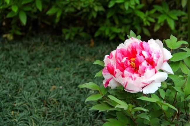 2. A flor de Peônia se destaca no jardim. Fonte: Pinterest
