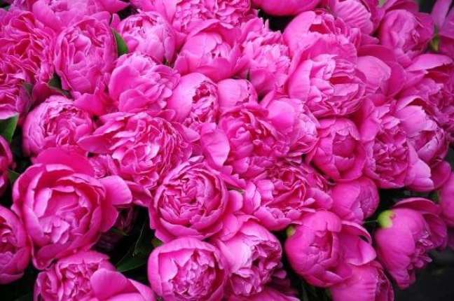 22. Uma flor de Peônia pode contar com mais de 50 pétalas. Fonte: Pinterest
