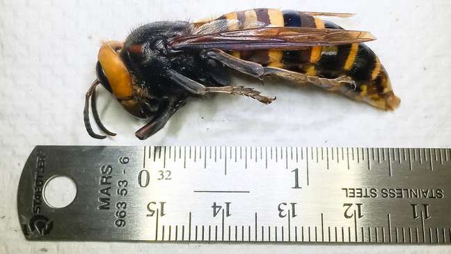 A vespa gigante asiática é a maior do mundo e pode medir mais de 5 cm