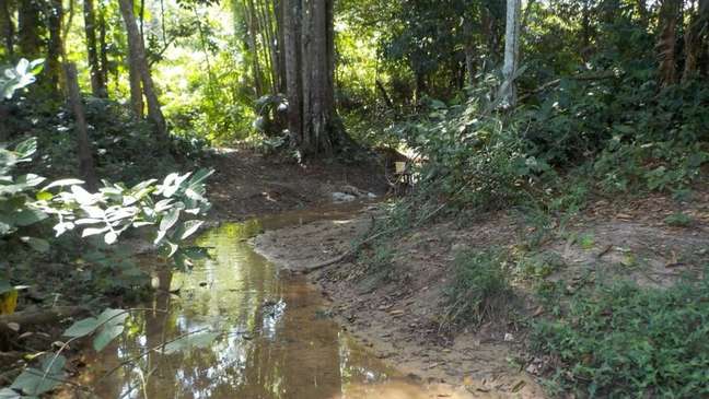 Pesquisadores analisaram peixes em 12 locais nas bacias do rio Guamá e do Acará-Capim, no Pará