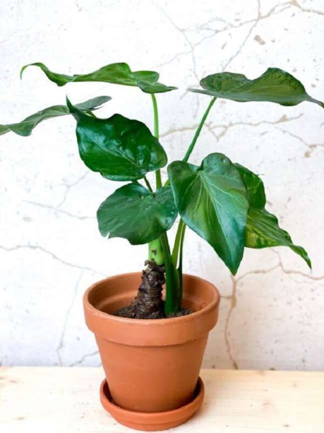 Alocasia Tipos Curiosidades E Dicas De Como Cultivar Em Casa