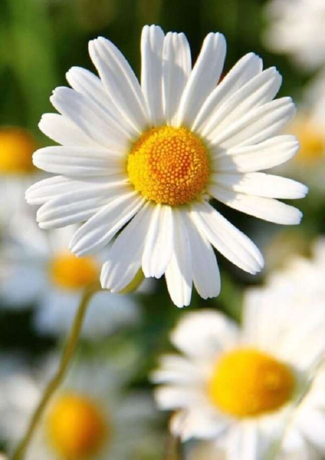Margarida: Origem, Significado e Dicas de Como Cultivar em Casa