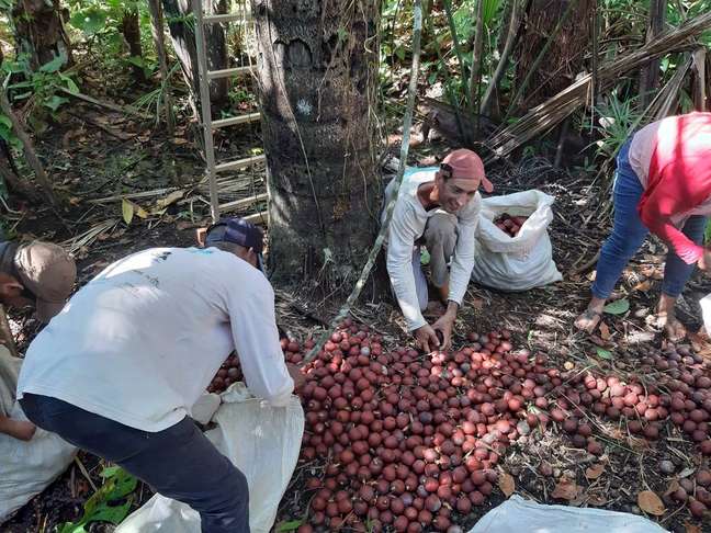 Vendido pela Amazônia Hub, o fruto buriti vira óleo essencial