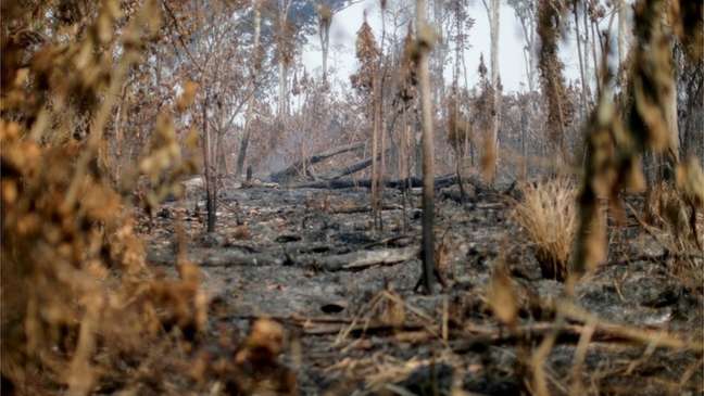 Área queimada em 2020 perto de Apuí, no Estado do Amazonas