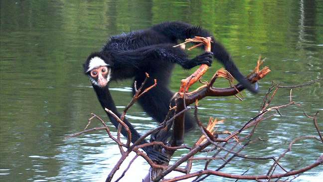 Macaco-aranha-de-cara-branca teve de 4,1% a 5,9% de seu habitat afetado por incêndios na Amazônia