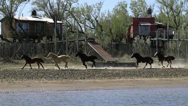 Um grupo de cavalos corre ao longo da margem quase seca do rio Paraná