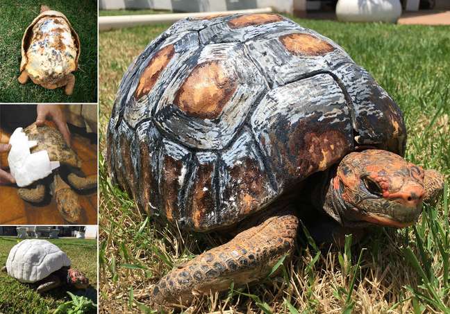 A jabota Freddie teve o casco reconstruído por tecnologia 3D após perder 85% de sua superfície em um incêndio no Cerrado