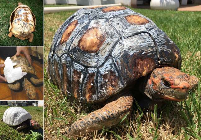 A jabota Freddie teve o casco reconstruído por tecnologia 3D após perder 85% de sua superfície em um incêndio no Cerrado 