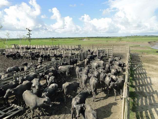 Criação de búfalos pode ter contribuído com a morte da foz do Araguari e favorecido a salinização do Amazonas