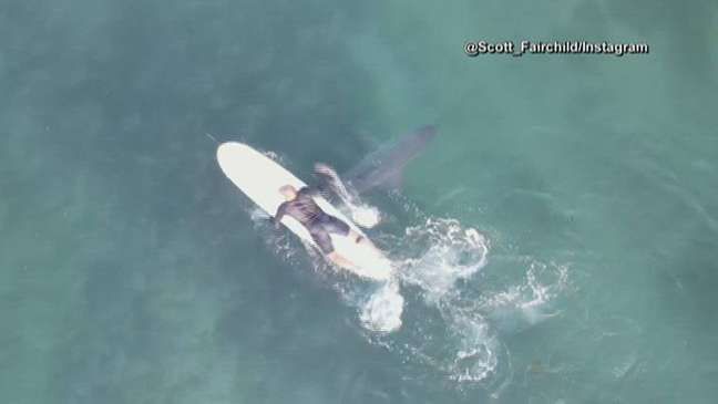 Tubarões brancos são flagrados passando perto de surfistas na Califórnia, Estados Unidos